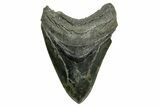 Serrated, Fossil Megalodon Tooth - South Carolina #374093-1